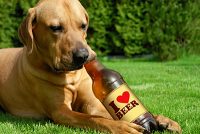 dog drinking beer