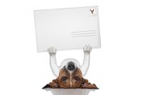 mail dog